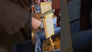 arı arıcılık bee bees пчела मधुमक्खी Biene бджола abeille abeja abelha نحلة bleta méh bij pčela ari