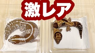 【激レア】超ド級ニシアフを紹介します giant fattail  gecko