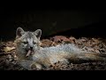 how to obfuscate python code easily 🤔 #hacking #python #mrbeast #cybersecurity