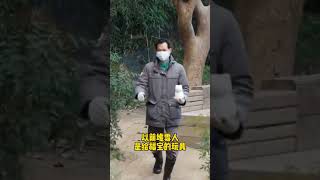 爱宝乐园下雪了，其实最高兴的并不是爱宝乐宝，而是宋爷爷，因为它可以堆他日思夜想心心恋恋的福宝了～#大熊猫福宝 #福宝 #福宝和爷爷 #福宝日常