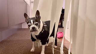 シニア犬15歳 カーテンとの闘い【ボストンテリア/Bostonterrier Lulu】