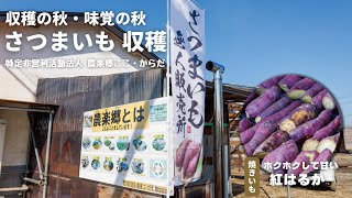 収穫の秋・実りの秋 さつまいも「紅はるか」の収穫が行われました。焼きいも 美味しい季節 |  特定非営利活動法人 農楽郷ここ・からだ