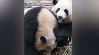 Hehua got a little mad at sis Ergou 😂🐼🐼|Panda HappyLand