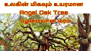 உலகின் மிகவும் உயரமான மரம் || பார்ப்பவர்களை வியக்கவைக்கும் உயரம் || Angel Oak Tree