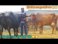 15 से 25 लीटर दूध की 7 गाय और 5 भैसें बिकाऊ। Top Milking Cows and Buffalos with Low Price