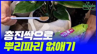 유기농 살충제 총진싹으로 실내식물 뿌리파리 없애기 (feat. 입제와 액제 사용법)