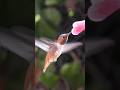 Turn on the sound to hear hummingbird's buzzing #birds