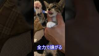 初めて歯磨きする子猫と初めて歯磨きするパパの攻防戦がこちら