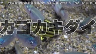 【水中映像 魚図鑑】カゴカキダイ No.UZ0090