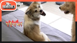 엄마 보호자가 잠시 자리를 비우자 심바에게 돌진하는 품바?!  [개는 훌륭하다/Dogs Are Incredible] | KBS 230717 방송