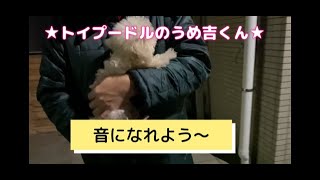 音になれよう〜 ★トイプードルのうめ吉くん（62日目)★