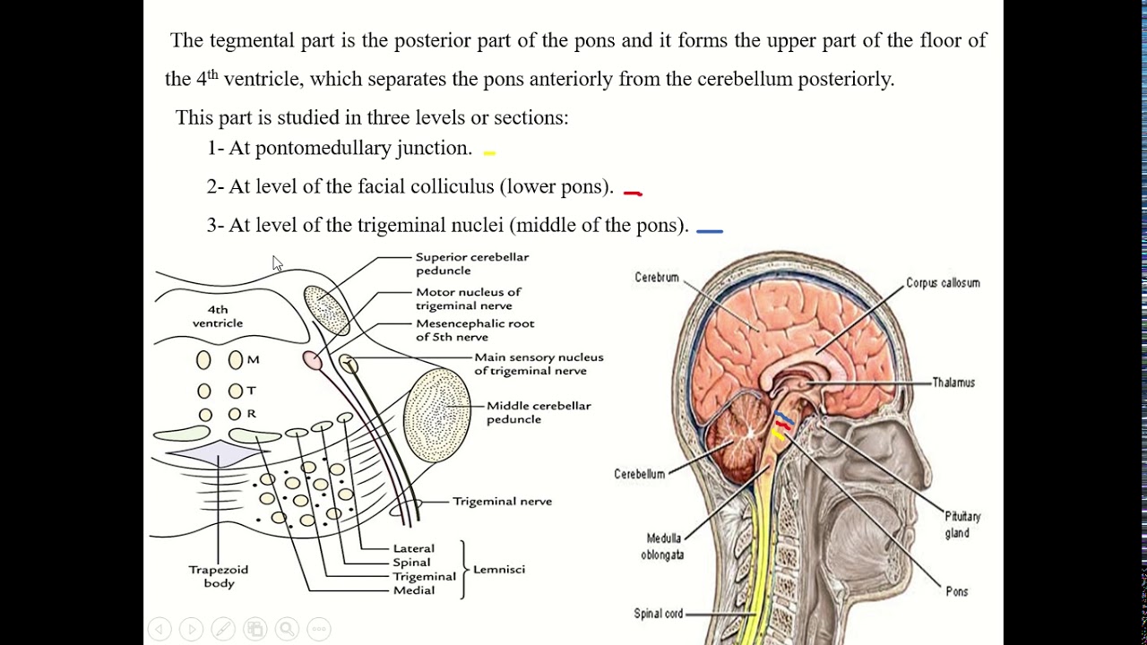 Neuroanatomy - Lecture 8 - YouTube