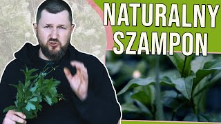 MYDLNICA LEKARSKA - zrobisz z niej naturalne kosmetyki a nawet szampon (i nie tylko).