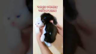 সাদা জামাই কালো বউ#viralvideo #cat #persaincat #catlover #funny #shorts #kitten @Junayed-x6e