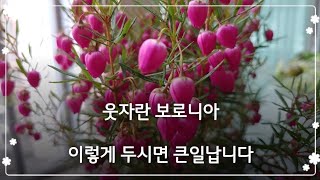 보로니아 가지치기 / 마사토에 삽목하는 신박한 방법