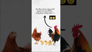 # ఈ ఫోటో చూస్తేనే చాలా బాధ గా ఉంది...😢😭#shorts #telugu #video #hen