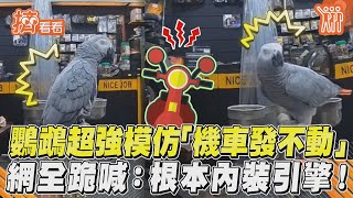 鸚鵡超強模仿「機車發不動」　網全跪喊：根本內裝引擎！｜TVBS新聞｜擠看看