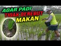 Cara Pemupukan Padi Yang Tepat | Pemupukan Padi Kedua