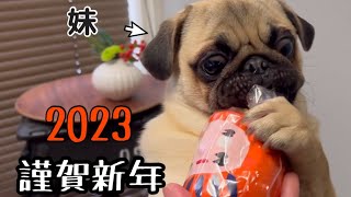 Early in the new year, I lose to my little sister Pug! scary cosplay