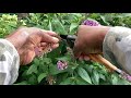 How to deadhead your butterfly bush