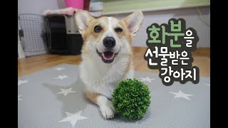 🐶아리에게 화분을 선물로 주었더니...반전반응ㅋㅋㅋㅋ