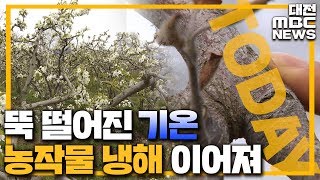 농작물 냉해 속출..기습 추위에 애타는 농민/대전MBC