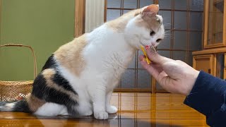 ついに人間の食べ物を口にした猫！-Cat and beans-