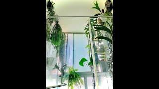 House Plant tour - Premise 1. Lycopodium Huperzia, Staghorn Fern, Ferns, Orchid, Alocasia, Anthurium