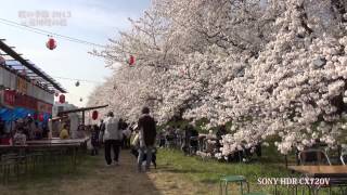 桜の季節（北越谷元荒川の桜） 2013