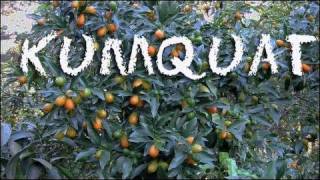 What is a Kumquat? / How to Preserve or Candy Kumquats