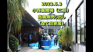 2023 5 3小西養鯉場　当歳売り出 し (全て自家産）