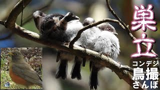 コンデジ鳥撮散歩　エナガの子育て　アカハラ・コジュケイ一瞬　兵庫県・北播磨