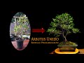 Arbutus Unedo  - Nursery Stock Strawberry Tree Bonsai 4yr Progression #bonsai