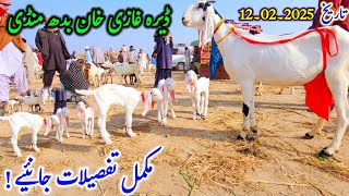 Bakra and Mundra Mandi D G Khan fresh video بدھ منڈی ڈیرہ غازی خان کی مکمل تحقیقات جانئیے