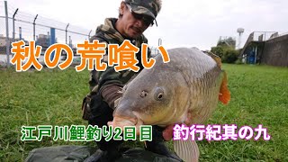 Autumn Rough Edogawa Carp Fishing Day 2 [Fishing Journey Part 9]