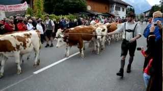 Almabtrieb - Krün Sept 15th, 2012   cow parade...