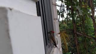 কাঠঠোকরা (Woodpecker)