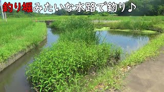 釣り堀みたいな水路で釣りしたら楽し過ぎ♪