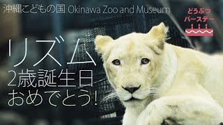 動物バースデー【ライオンのリズム】Animal's Birthday in Okinawa Zoo \u0026 Museum ~Rhythm The Lion~