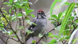 Atlapetes schistaceus | Slaty Brush-finch | Atlapetes Pizarra