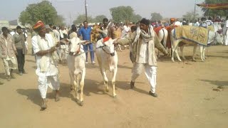 beautiful racing ox | nagori ox | racing bull in india | bailjodi race | indian cow | नागौरी बैल