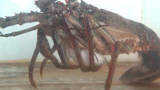 フグも食べるイセエビ