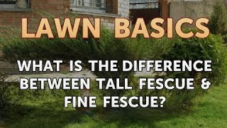 What Is the Difference Between Tall Fescue \u0026 Fine Fescue?