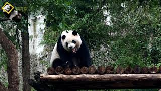 20181020 圓仔嘴巴癢癢 The Giant Panda Yuan Zai