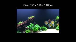 7,000 liter Wild Discus planted tank