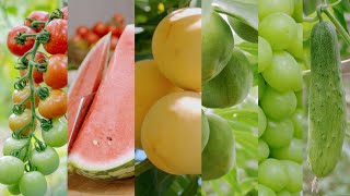 fruits and vegetables 果蔬都成熟了，摘一些回家，五彩繽紛，好像走進了童話世界！｜森山野纪