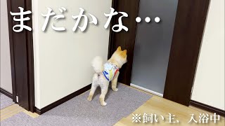 実家で飼い主のお風呂上がりを待つ愛犬が可愛い…笑