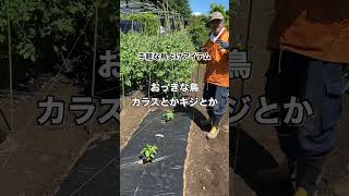 知らないと損！畑の野菜を鳥の被害から守る防鳥糸 #shorts