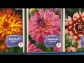 Dahlia tubers at Home Depot in February and checking on stored tubers - Shop with Me