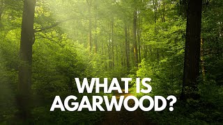 What is Agarwood?  Its benefits and uses